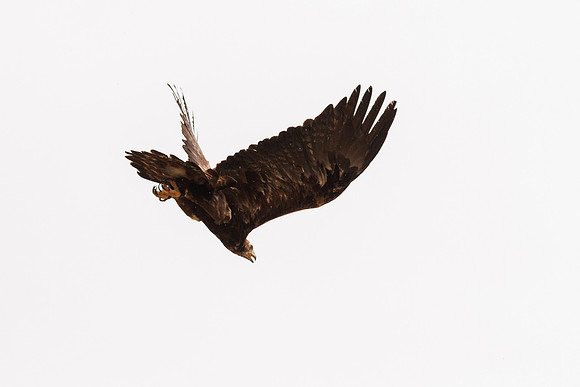 G1002524