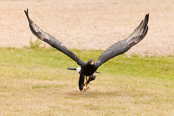 G1001855